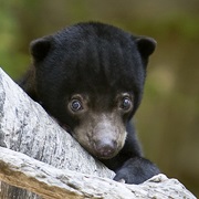 Sun Bear