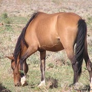 Somali Pony