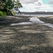 Tawharanui Beach Walk at Low Tide - Easy (2 Hours 30 Mins)