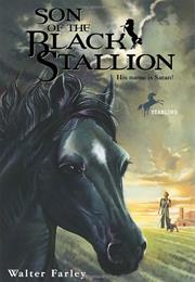 Son of the Black Stallion