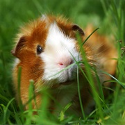 Become an Animal-Sitter for People on Holidays