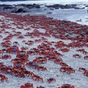 Christmas Island, Australia