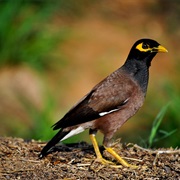 Mynah Bird