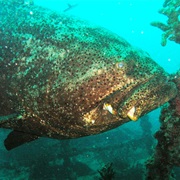 Spiegel Grove, Key Largo