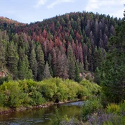 Helena National Forest