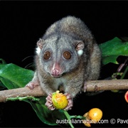 Southern Common Cuscus