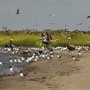 Breton National Wildlife Refuge