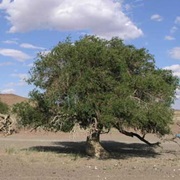 Siberian Elm (Ulmus Pumila)