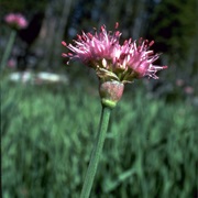 Swamp Onion (Allium Validum)
