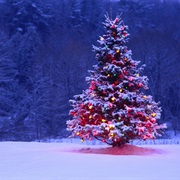 Experience a White Christmas