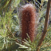Australian Honeysuckles (Banksia)