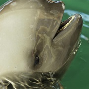 Yangtze Finless Porpoise