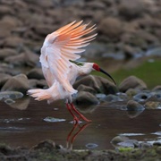 Crested Ibis