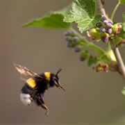 Bumblebees Shouldn't Be Able to Fly