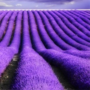 Lavender