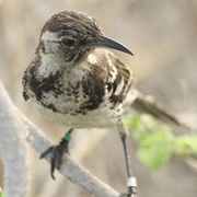 Floreana Mockingbird