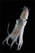 Jewelled Squid