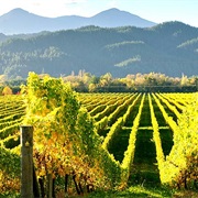 Marlborough Wine Region