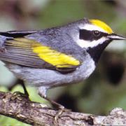 Golden-Winged Warbler