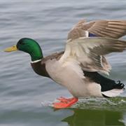 Duck - Mallard