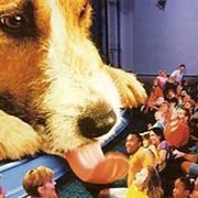 "Honey, I Shrunk the Audience" (1998-2010)