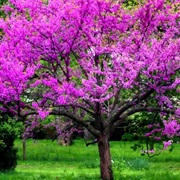 Redbud Tree