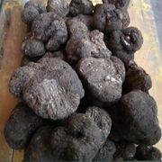 Winter Truffle (Tuber Brumale)