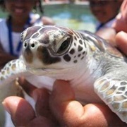 Cayman Turtle Centre
