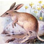 Which Animals Used to Live on Our Planet?