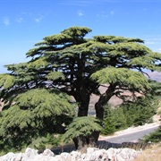 Al Shouf Cedar Reserve