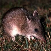 Long-Nosed Bandicoot