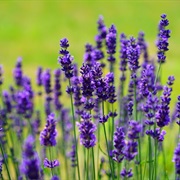 Lavender (Lavandula)