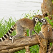 See Lemurs in Madagascar