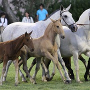 Lusitano Horse