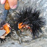 Sea Urchin