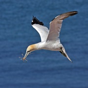 Gannet