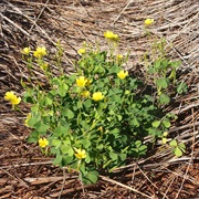 Creeping Woodsorrel (Oxalis Corniculata)