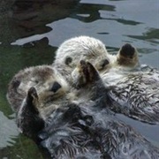 Otters Holding Hands