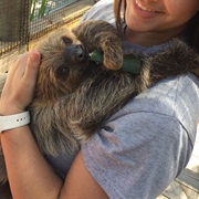 Hold a Sloth