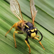 I Hate Wasps and Bee's