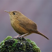 Southern House Wren (Troglodytes Musculus)
