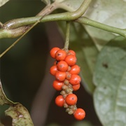 Japanese Pepper (Piper Kadsura)