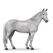 Australian Pony - Fleabitten Gray