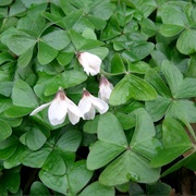 Wood Sorrels (Oxalis)