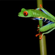 Barro Colorado Island, Panama
