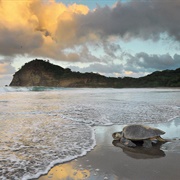 Turtles at La Flor, Nicaragua