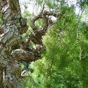 Japanese Red Pine (Pinus Densiflora)