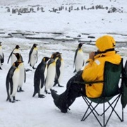 Meeting the Penguins of Antarctica