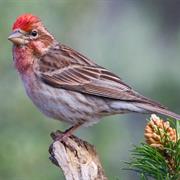 Cassin's Finch