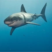 Great White Sharks Mistake Human Divers for Pinnipeds